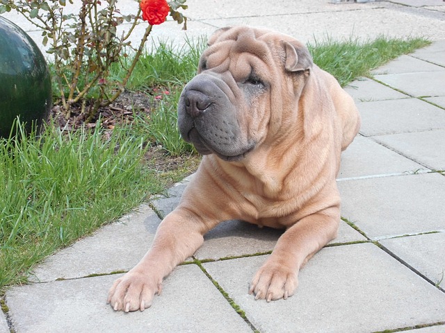 le chien mignon