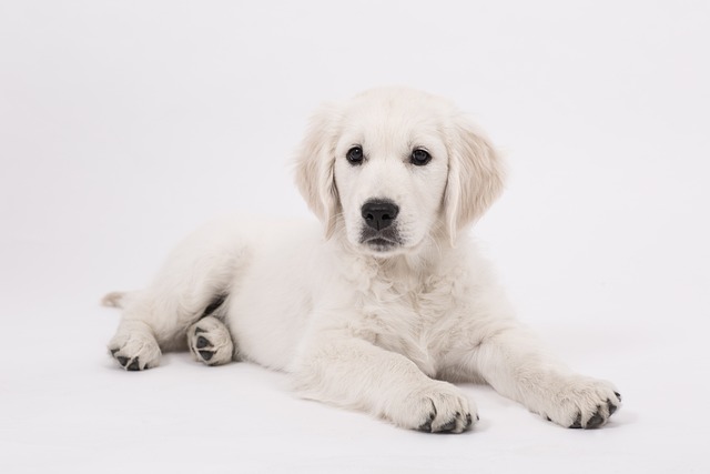 races chien mignons