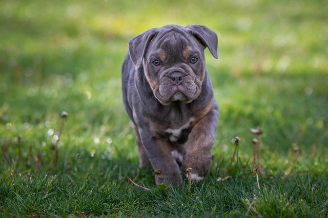 races chiens mignons