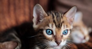 Les 7 races de chats les plus chères du monde (avec les photos) races de chats les plus chères du monde