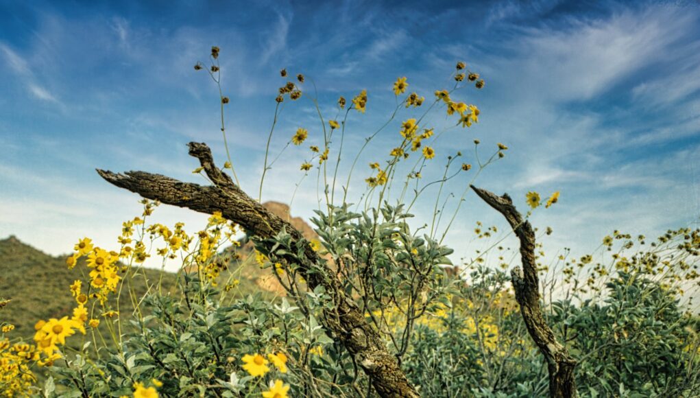 arnica