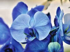 Les secrets de la floraison et de la croissance des orchidées croissance des orchidées