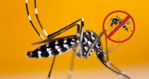 Un procédé innovant pour stopper les moustiques tigres envahisseurs
