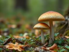 Vipères et champignons : la saison où les forêts deviennent un terrain de rencontres inattendues